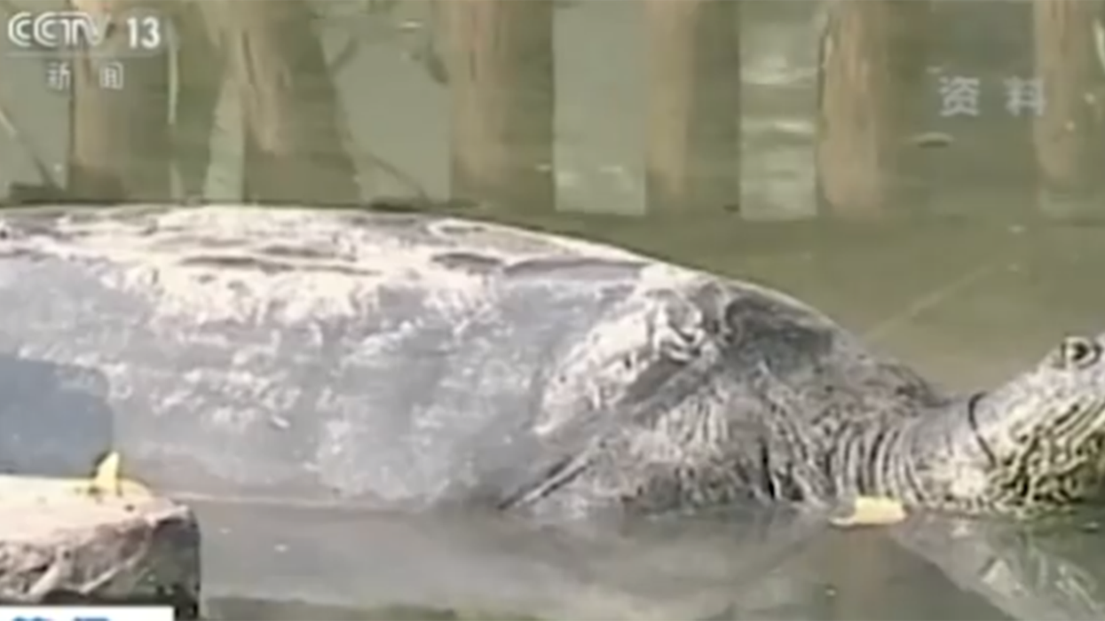 The last known female Yangtze giant softshell turtle has died in China