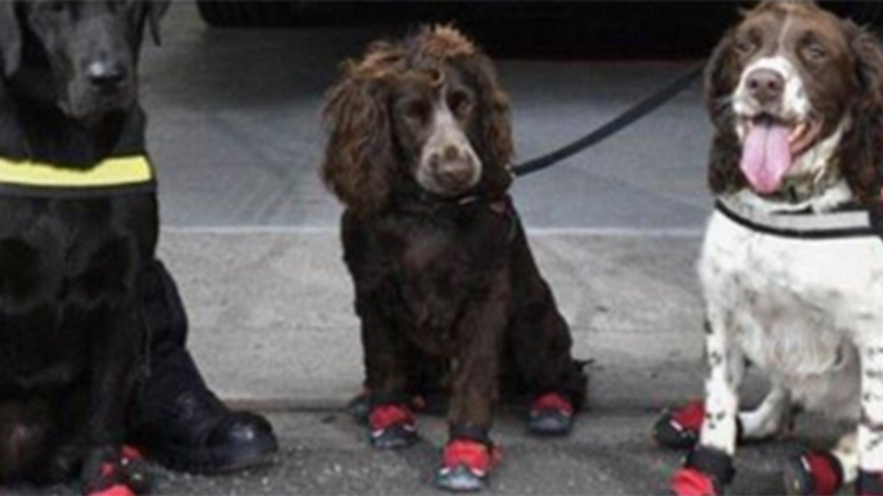 Heroic dogs help emergency services after Grenfell Tower Fire