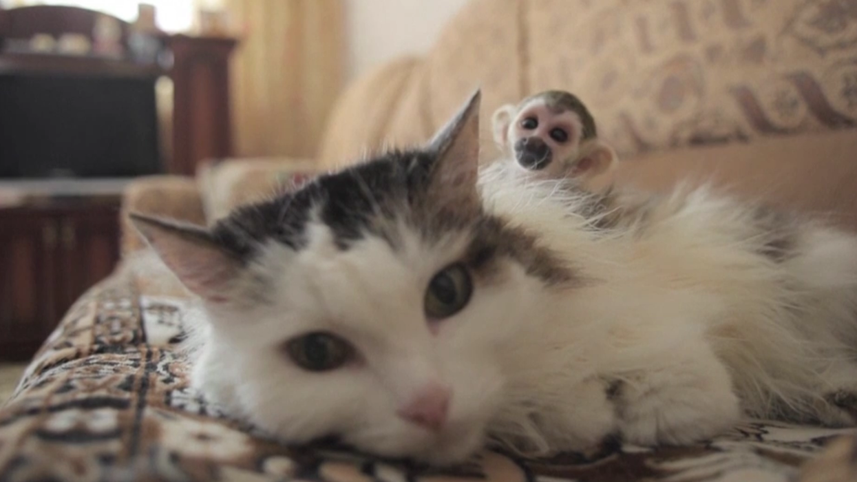 19 animal videos that show 2016 wasn't all bad