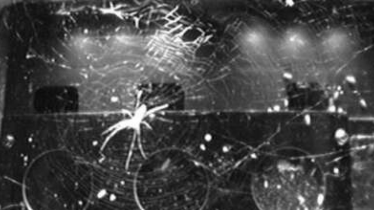 Astronauts took spiders to the ISS to see what their webs look like in space and the results were incredible