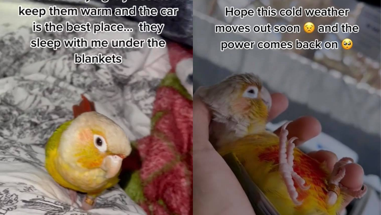 Texas Tiktoker forced to sleep in car with his pet birds as storm ravages state