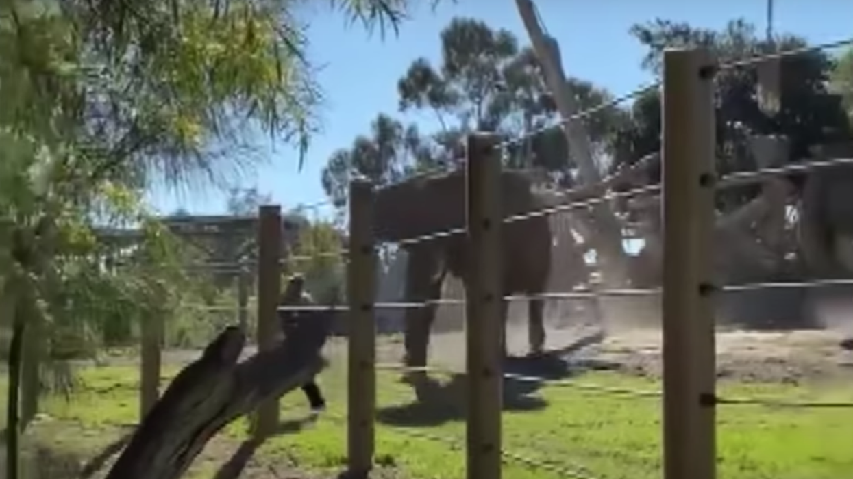 Video of man carrying daughter into elephant enclosure emerges