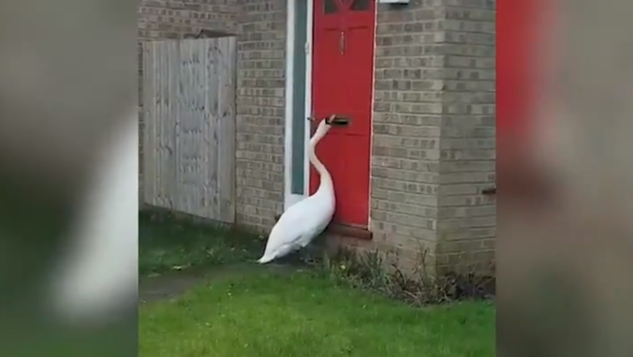 Swan terrorises neighbourhood by constantly knocking on front doors