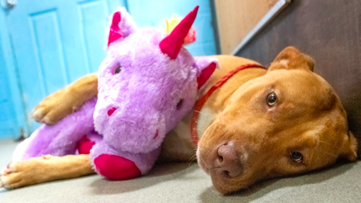 Stray dog who repeatedly tried to steal purple unicorn toy gets new home