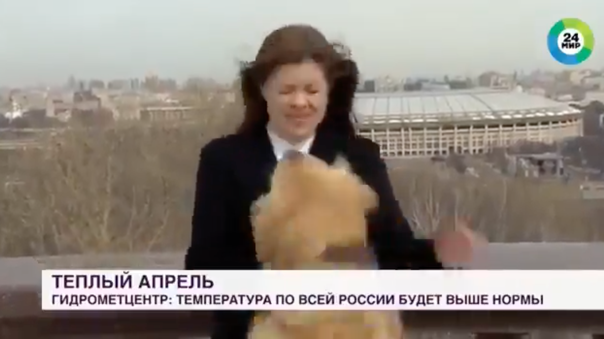 Dog steals Russian journalist’s microphone in ‘hilarious’ TV mishap