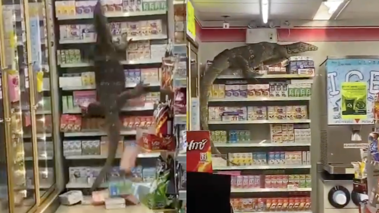 Terrifying footage captures moment giant lizard runs wild in Thai supermarket