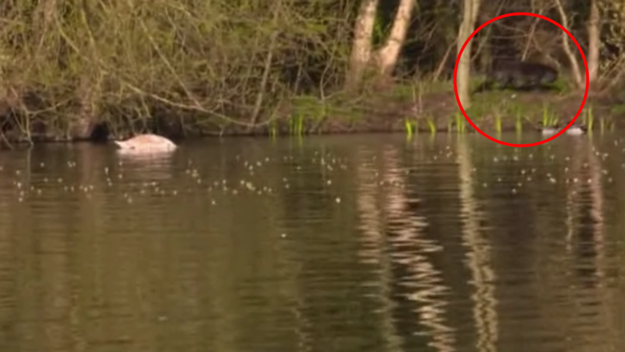 GMB viewers stunned after appearing to spot a ‘big cat’ on show