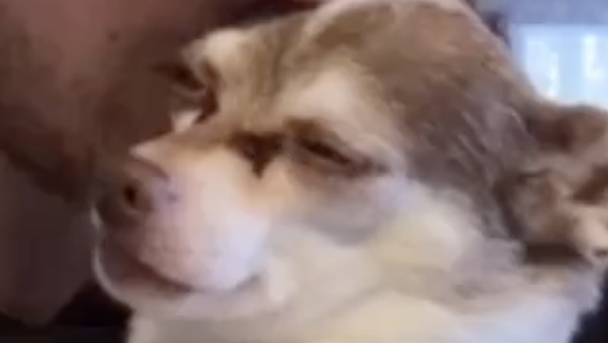Chihuahua sings along to Gnarls Barkley ‘Crazy’ in hilarious video