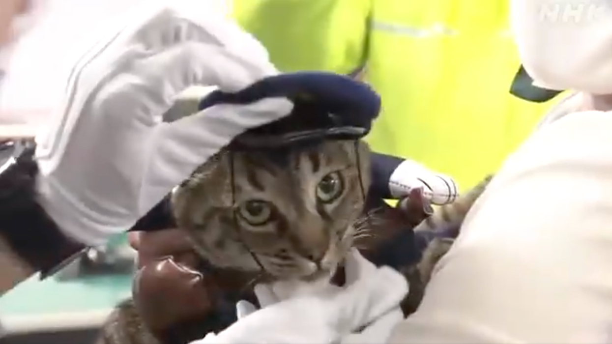 A cat who helped rescue a man from a ditch was made police chief for the day