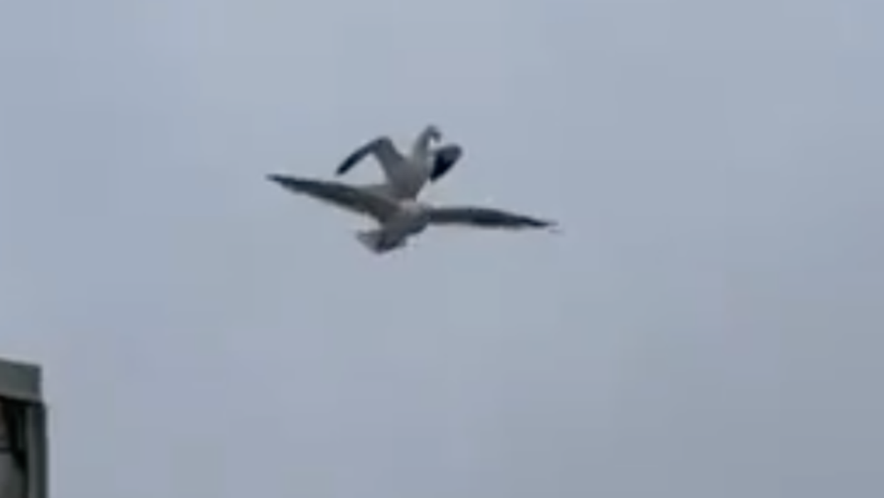 Seagull stands on another seagull in mid-air in amazing viral footage