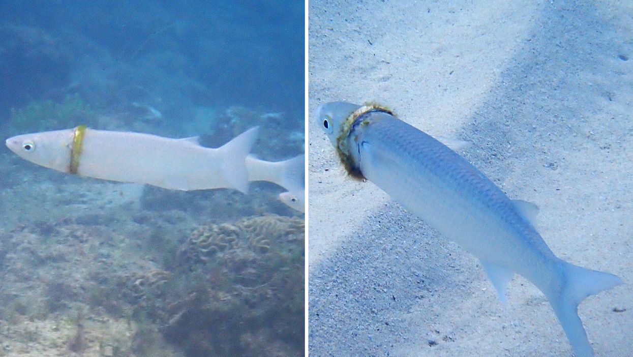Snorkeller in Australia found groom’s missing wedding ring wrapped around the body of a fish