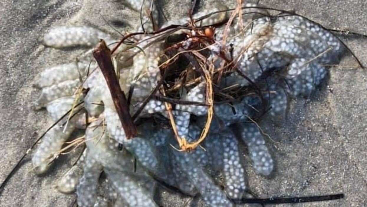 Unknown ‘blob’ that washed ashore in the US identified after leaving experts baffled for months