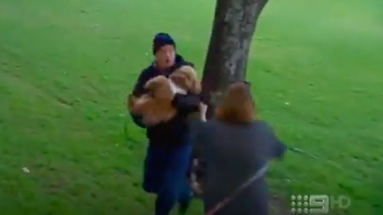 Fight breaks out amid custody battle over Instagram-famous dog
