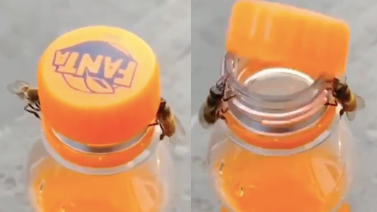Incredible footage captures two bees working together to unscrew cap from a fizzy drink bottle