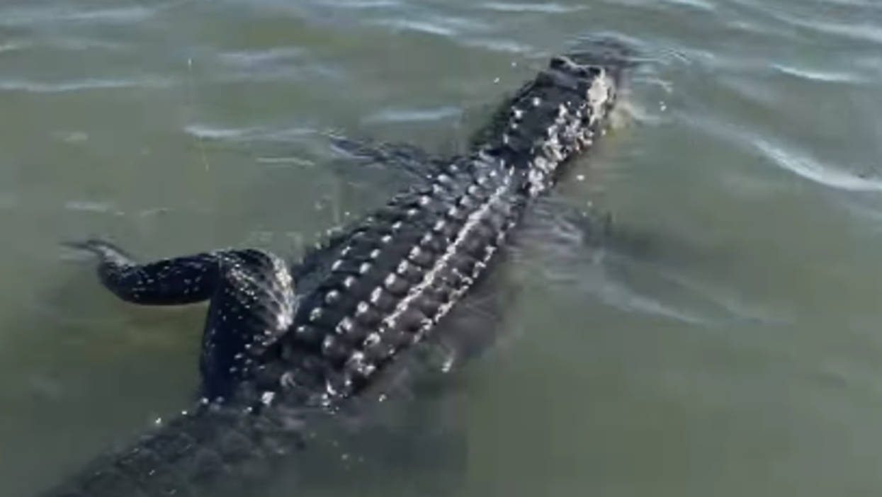 Fisherman captures surprise footage of him hooking an 8ft alligator by mistake
