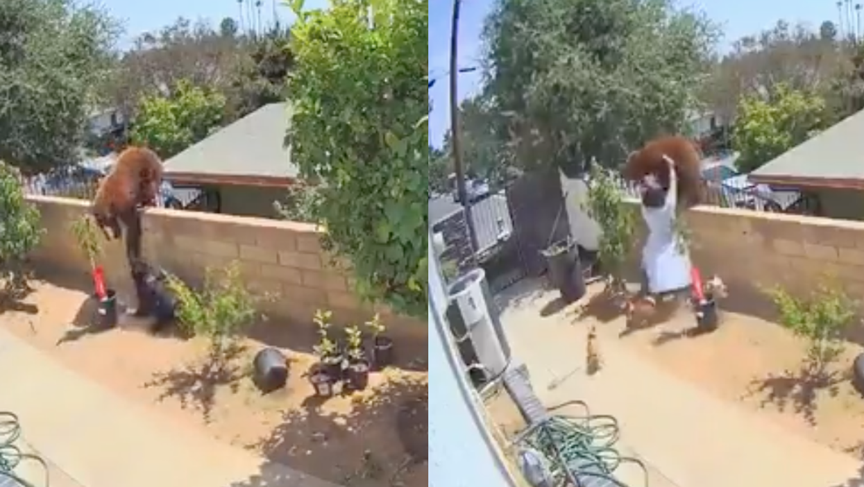 17-year-old girl shows no hesitation as she pushes bear that was attacking her dog