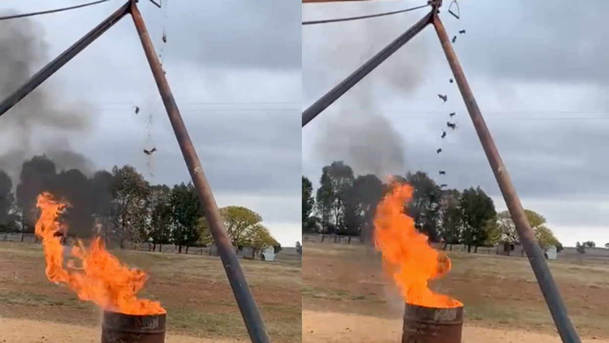 Farmer facing mouse plague sparks huge TikTok debate after burning rodents alive