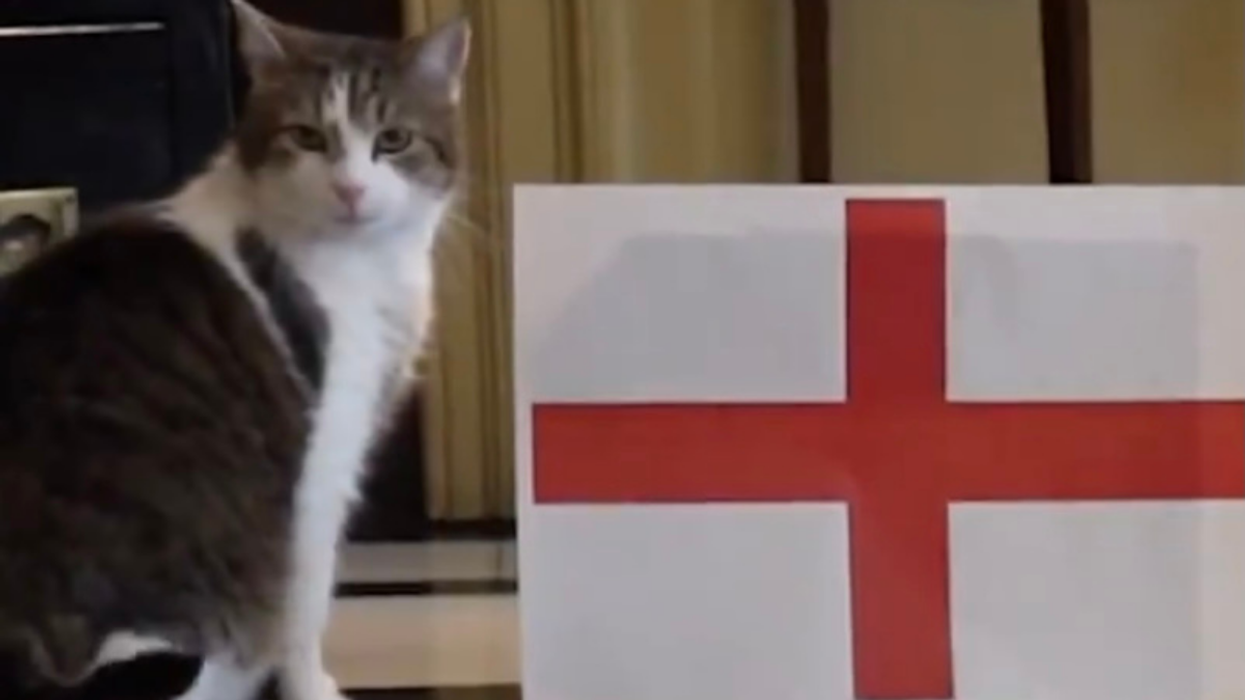 Euro 2020: Larry the Cat predicts England win quarter final against Ukraine and people love it