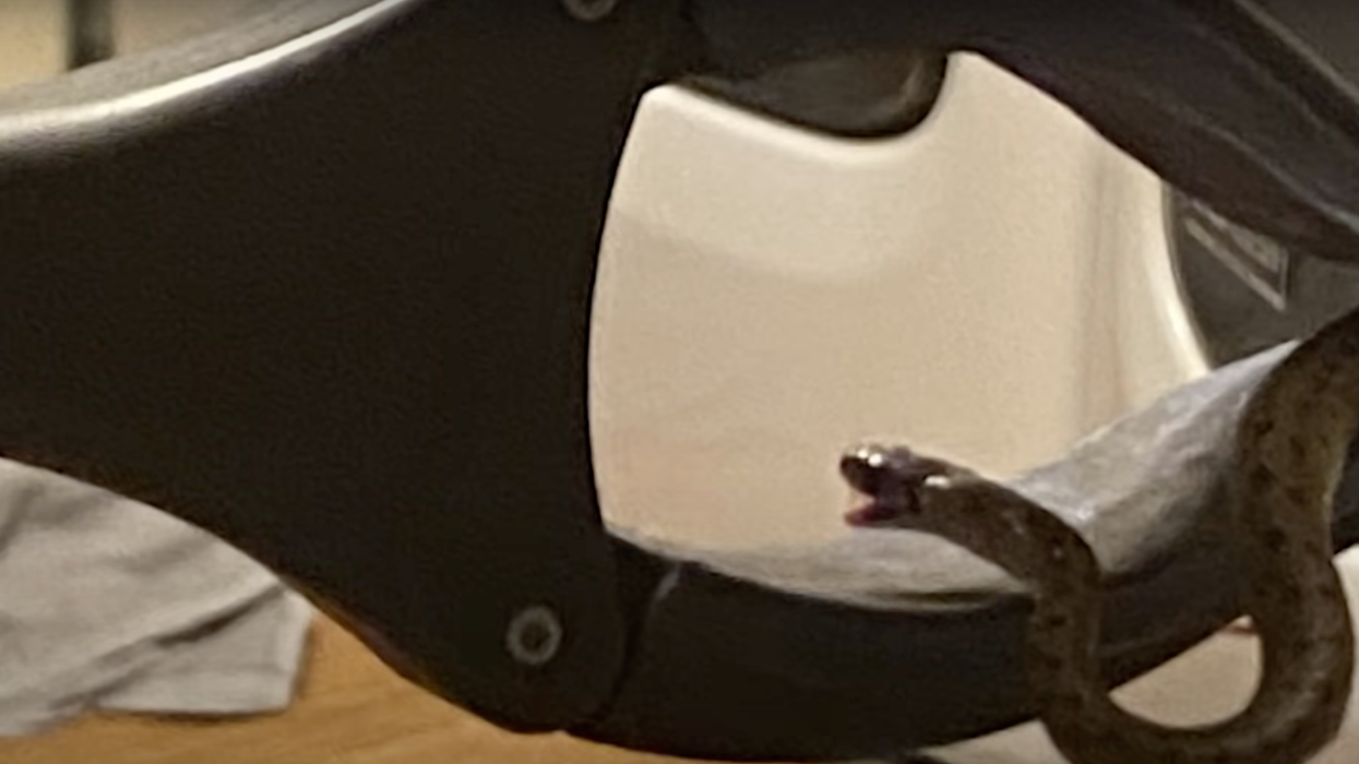 Horrifying moment couple discover 18 snakes underneath their bed just before going to sleep