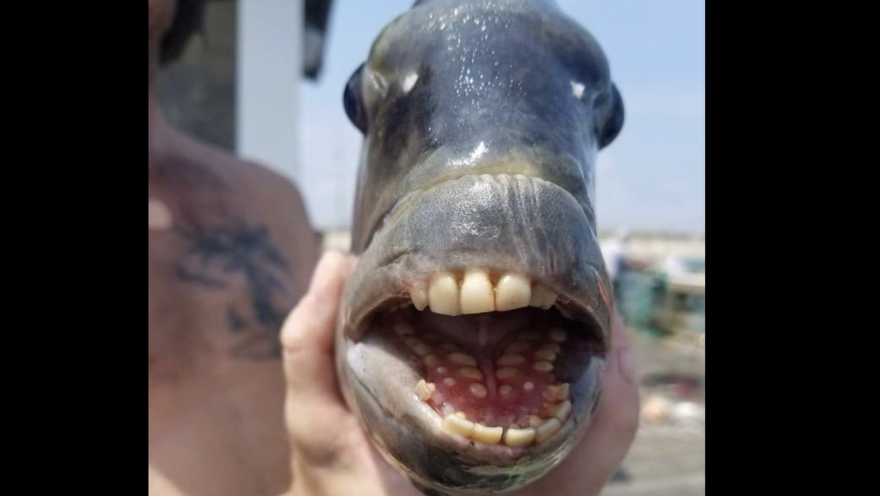 This terrifying fish with ‘human teeth’ was caught in North Carolina