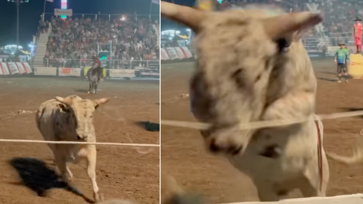 Terrifying moment angry bull jumps fence into crowd of spectators at rodeo