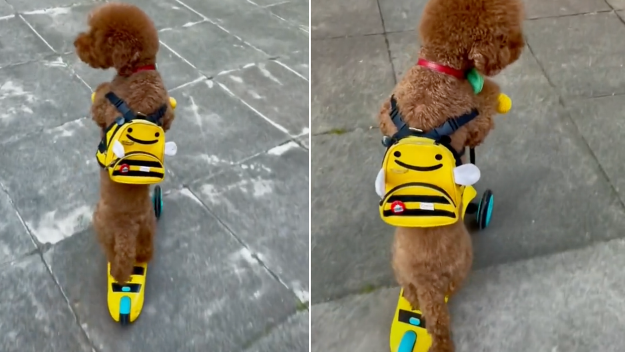 This poodle riding around London on a scooter is the best thing you’ll see today