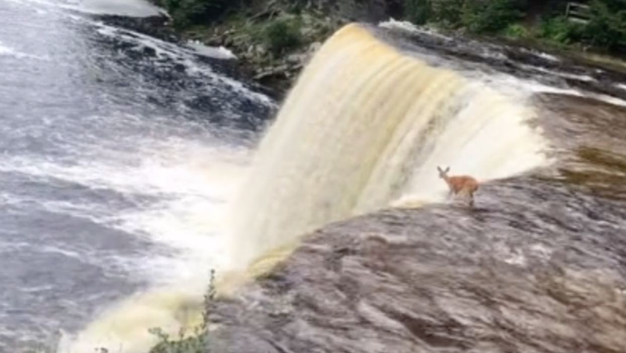 Viral TikTok shows a deer miraculously survive a 50ft waterfall drop