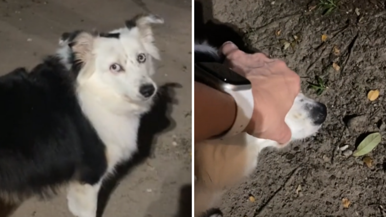 ‘Why is your mouth making that noise?’: Woman shocked by what caused buzzing sound in dog’s mouth