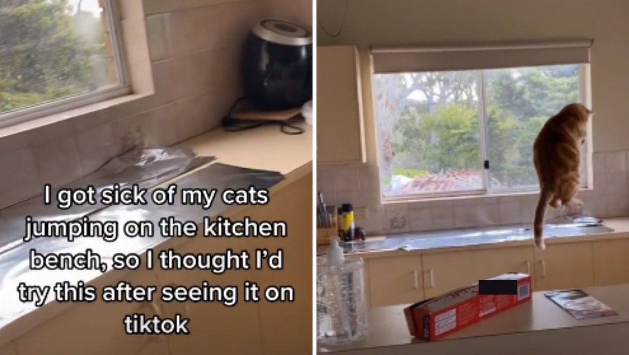 Hilarious viral TikTok reveals genius hack to keep cats off kitchen counters