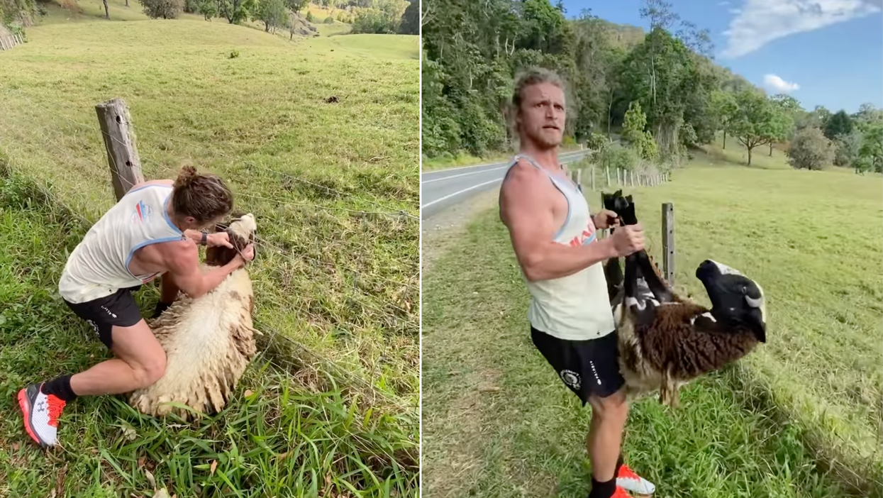 Former rugby player goes viral after rescuing a sheep trapped in a wire fence