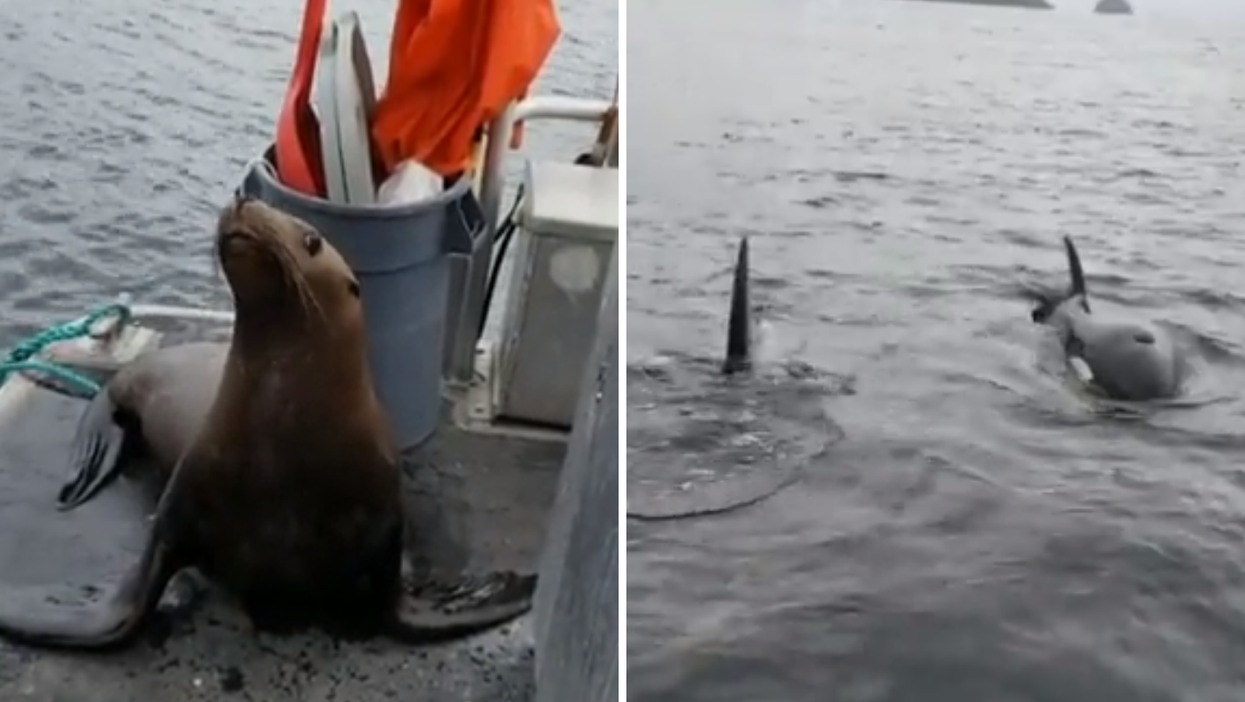 Woman sparks debate after kicking sea lion off boat into orca-infested waters in viral TikTok