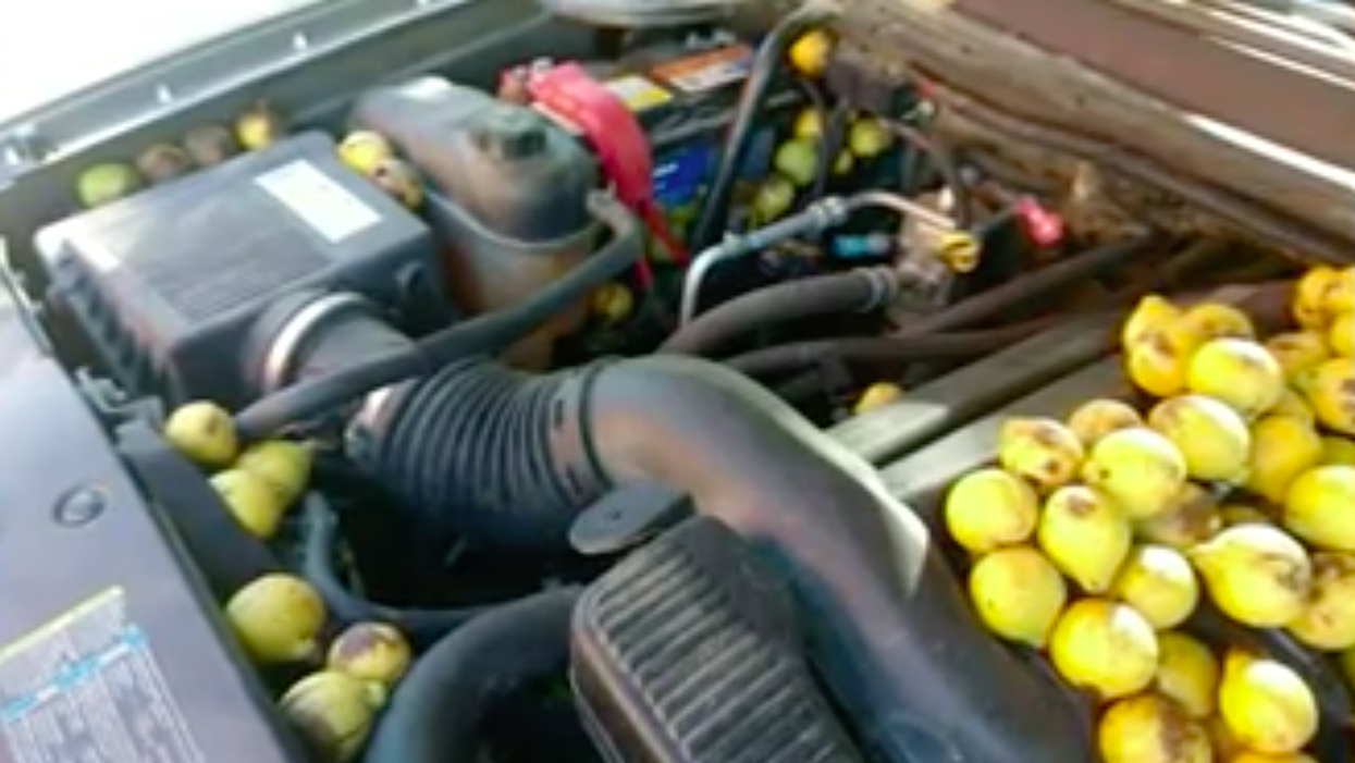 Man discovers squirrel stashed 42 gallons of nuts in his van