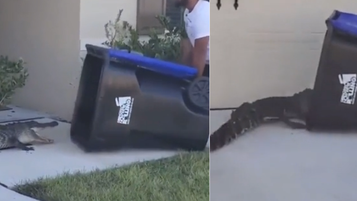 Watch the heart-in-mouth moment that a man uses a wheelie bin to capture an alligator