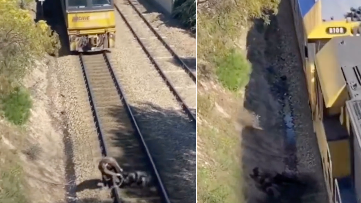 Viral TikTok of a man rescuing a dog from train tracks accused of being fake