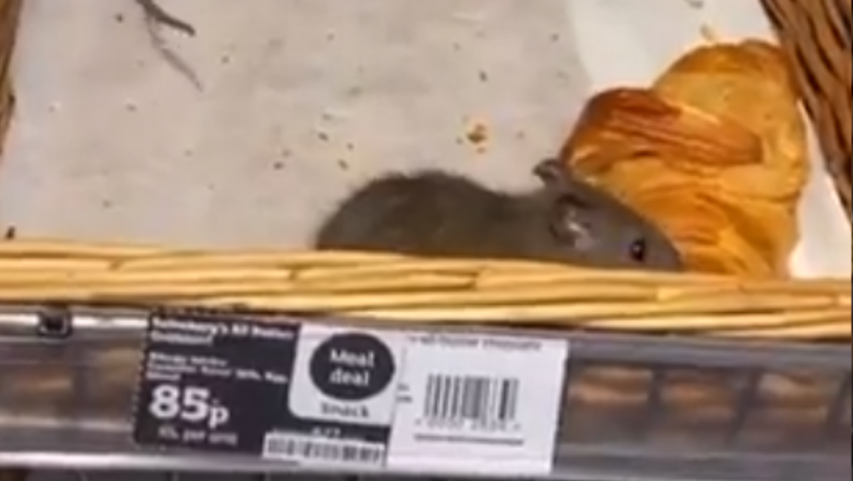 Rats filmed crawling over pastries in London Sainsbury’s store