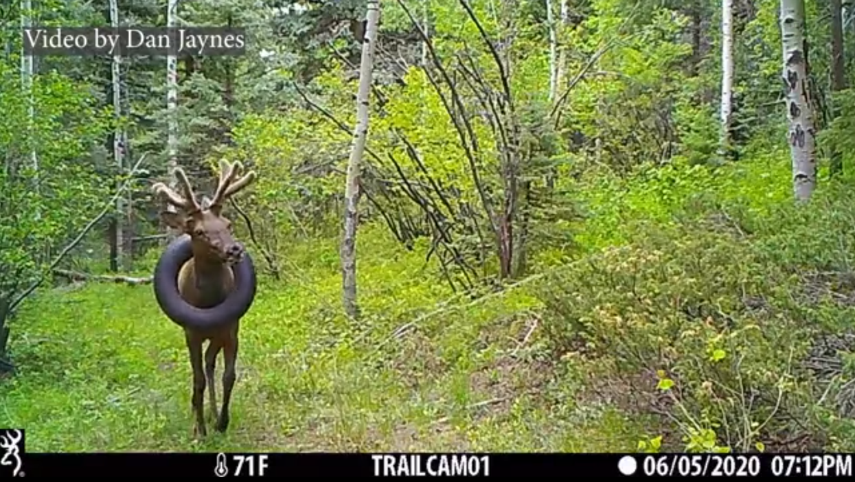 Tire that was around elk’s neck for over two years finally removed