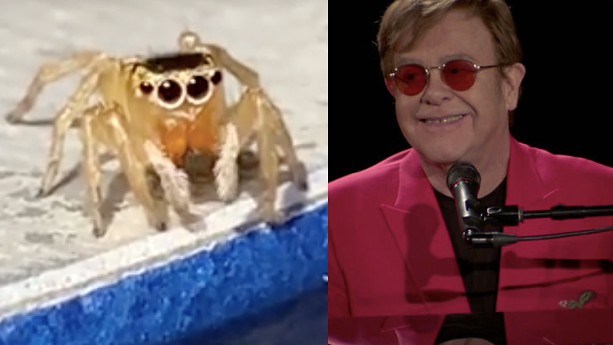 ‘Elton John’ spider that ‘wears sunglasses’ and ‘plays imaginary piano’ goes viral