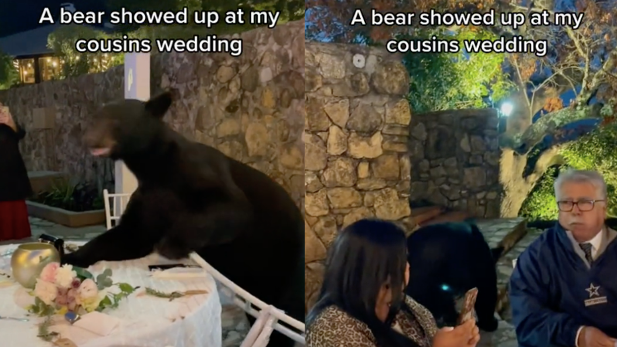 Wedding guests completely unfazed as a wild bear gatecrashes reception in search of food