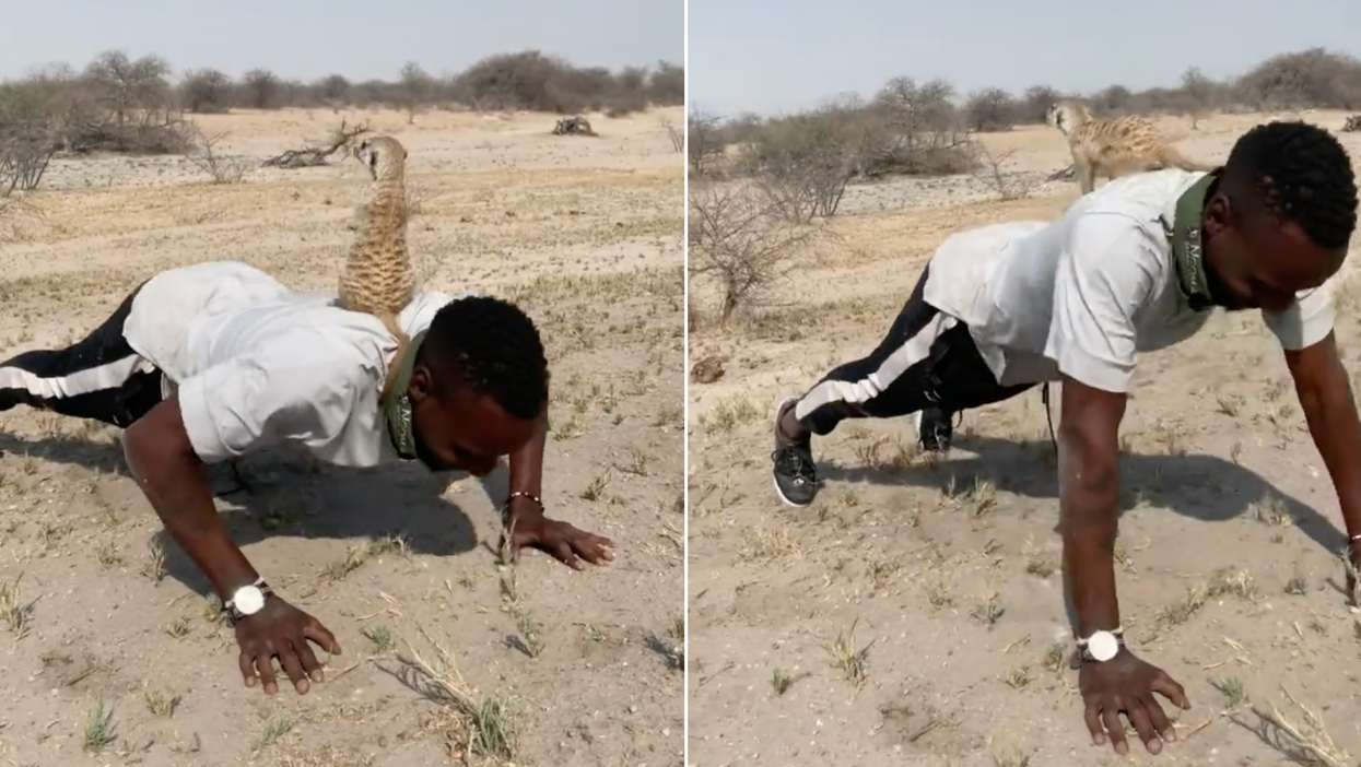 Olympic silver medallist Nijel Amos does press-ups with a meerkat on his back