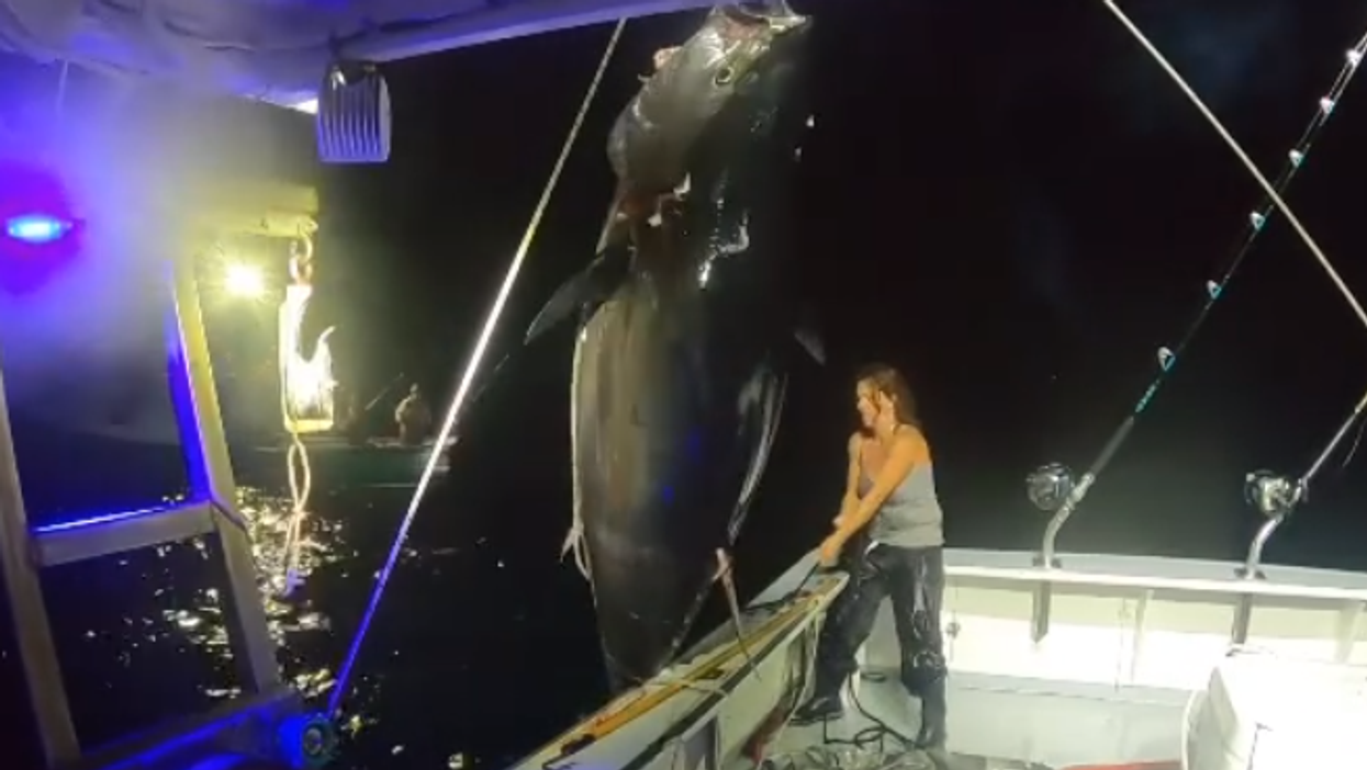 Viral video shows woman catching gigantic 600-pound bluefin tuna