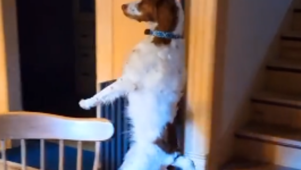 TikTok-famous dog who lost leg in accident now walks like a human