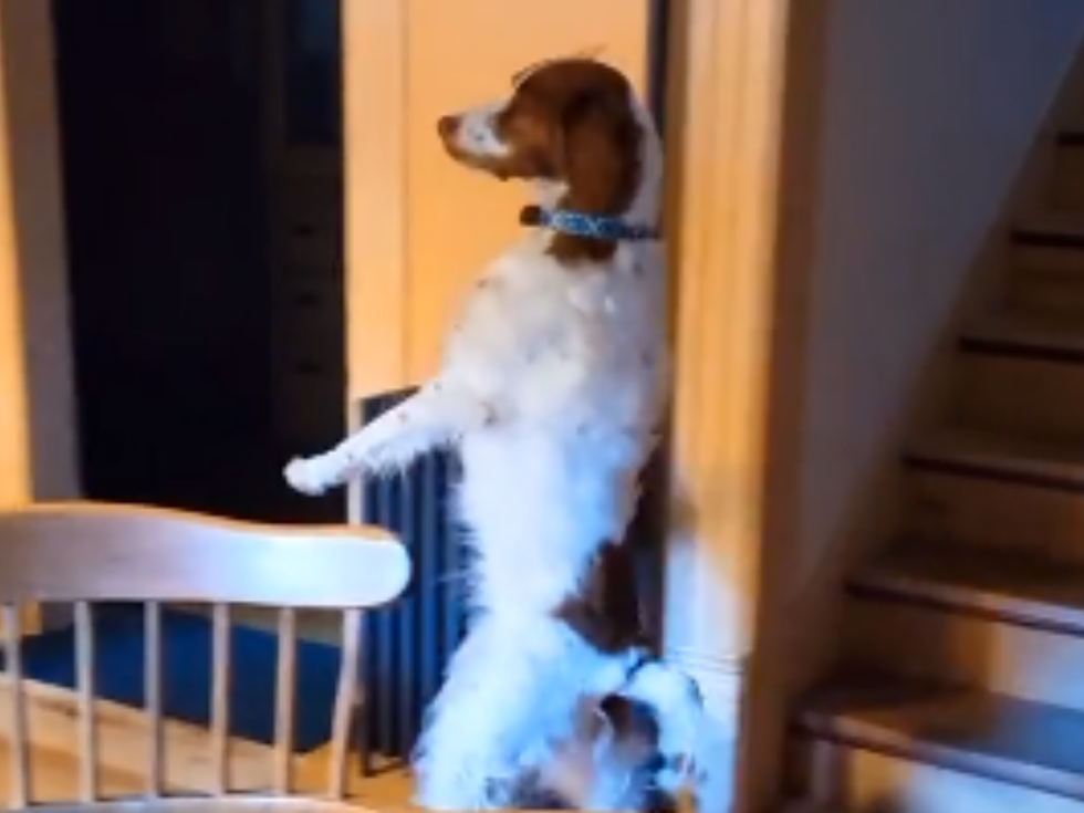 Dog Walking On Hind Legs Gif