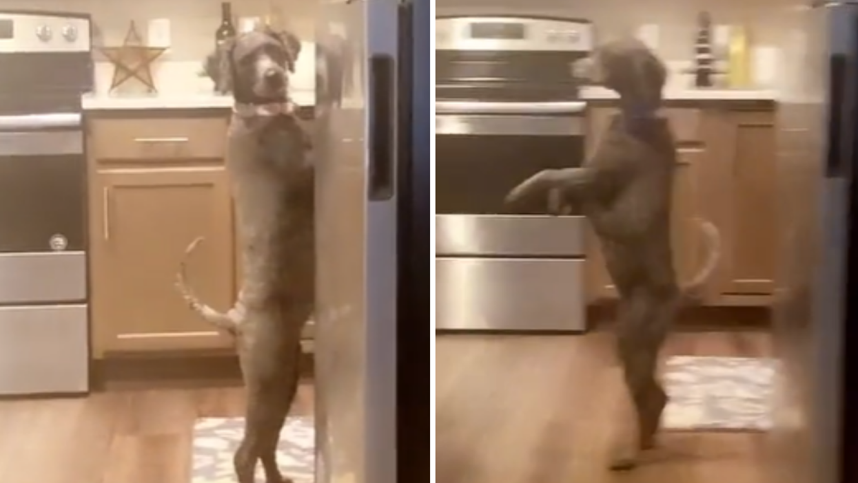 A dog that walks on hind legs goes viral on TikTok for obvious reasons
