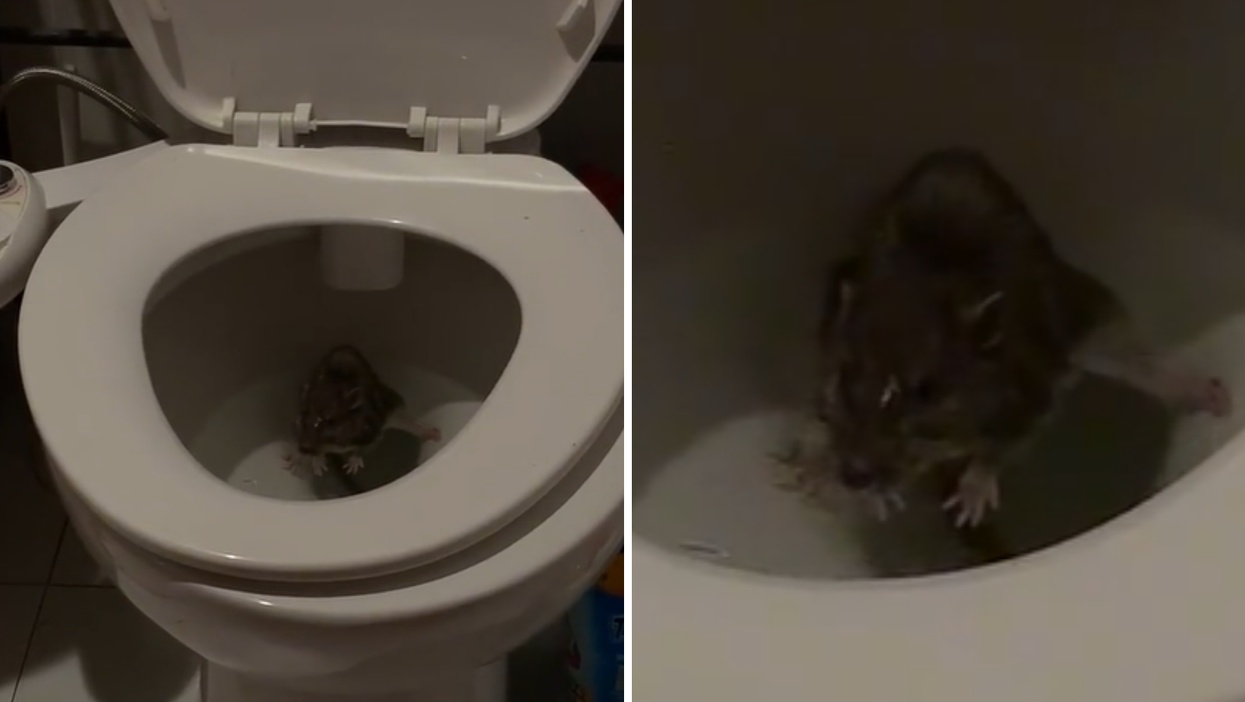 Horrifying TikTok shows rat resting in toilet bowl after climbing through pipes