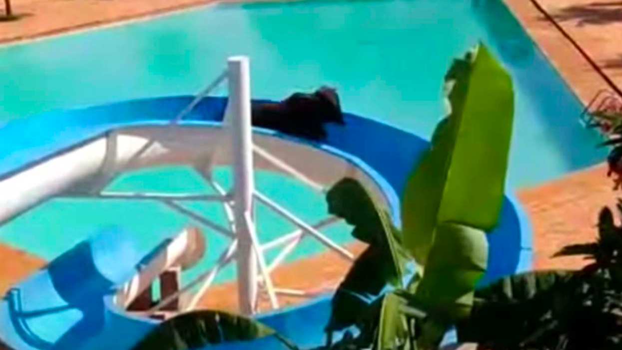 Cow set for slaughter in Brazil escapes and has fun on a waterslide instead