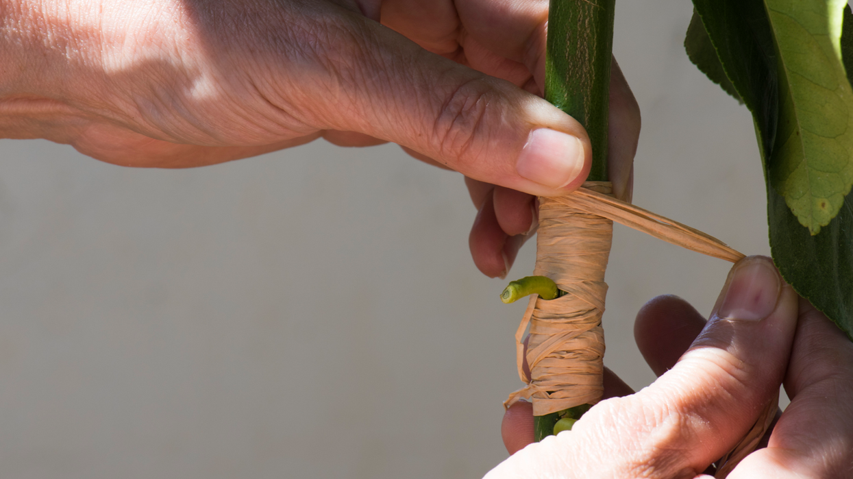 This video of hybrid mutant plants will change the way you look at nature