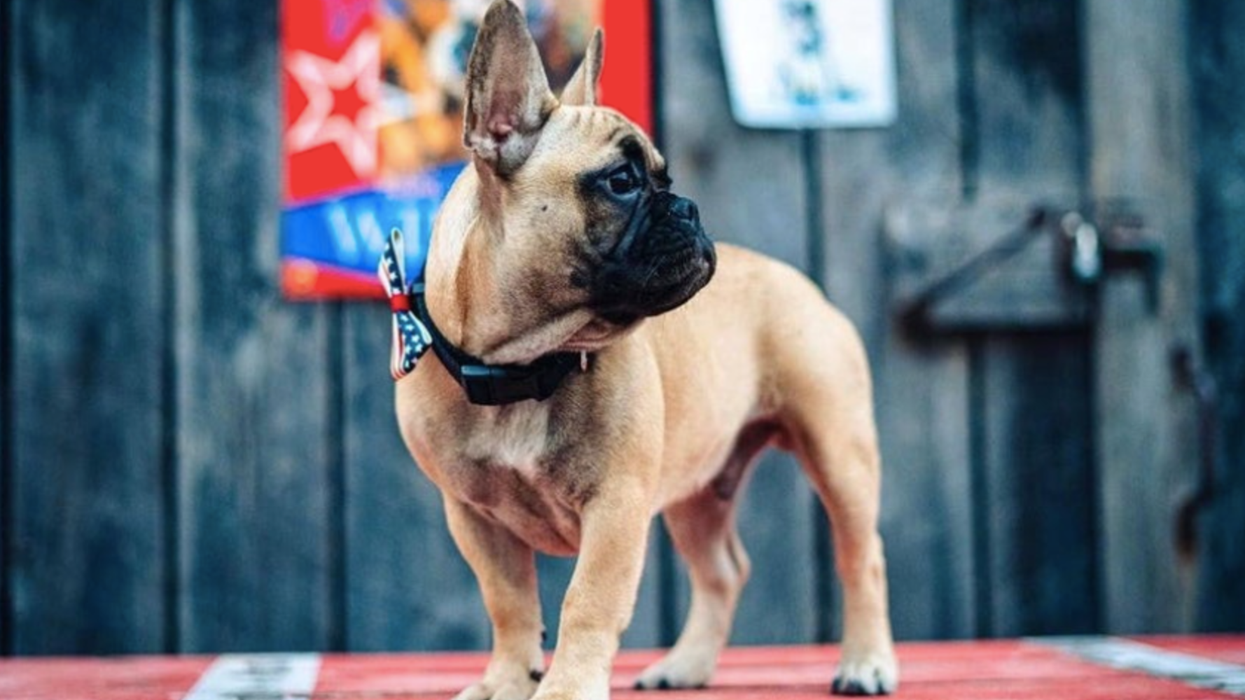 A dog has been elected the mayor of small town in Kentucky by a landslide