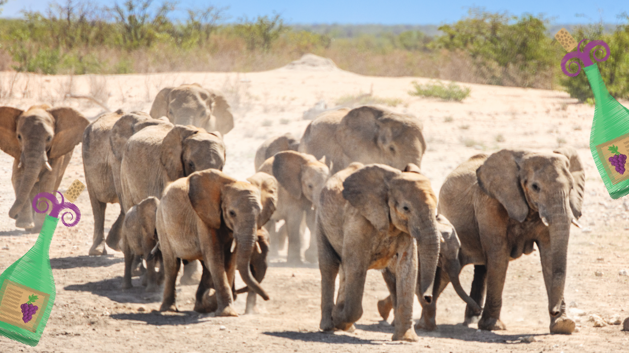 Sorry everyone, that story about the drunk elephants isn’t actually true
