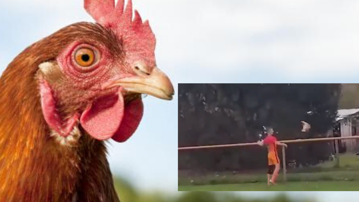 Footballer is sent off for killing a chicken on the pitch