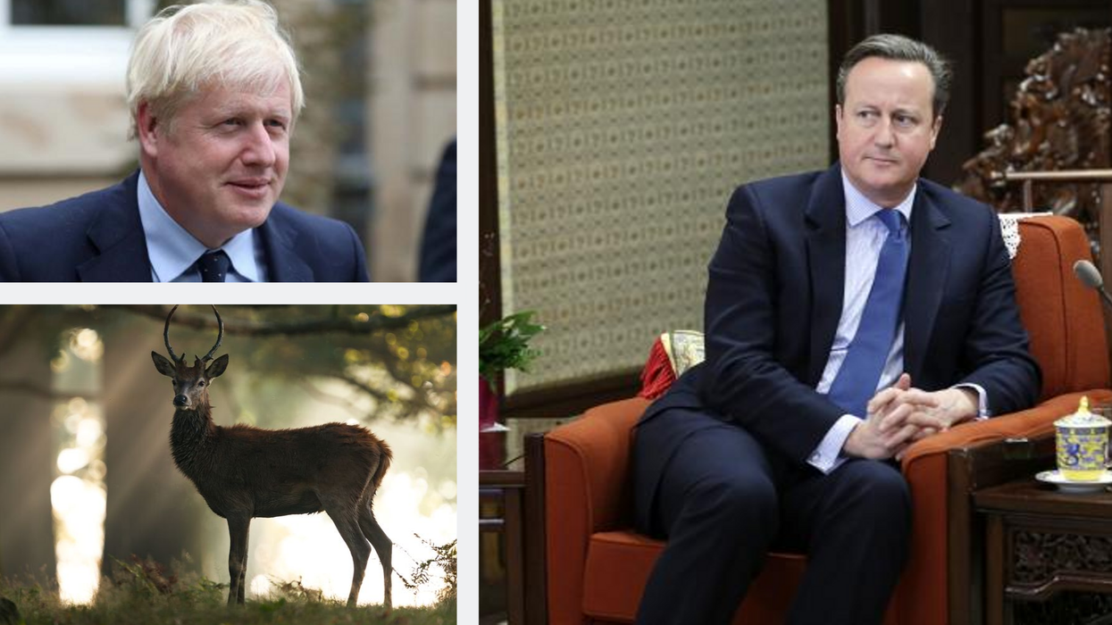 David Cameron says he shot a stag and called it Boris and people aren't impressed